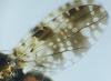 Tephritis vespertina